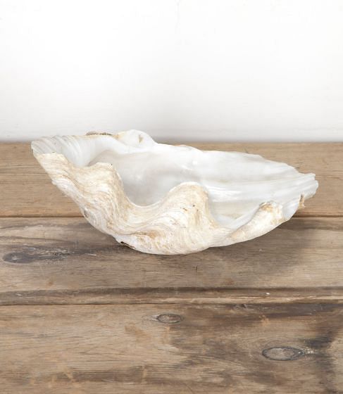 Decorative Indonesian Clam Shell