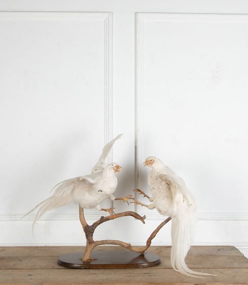 Taxidermy Pair of Fighting White Pheasants