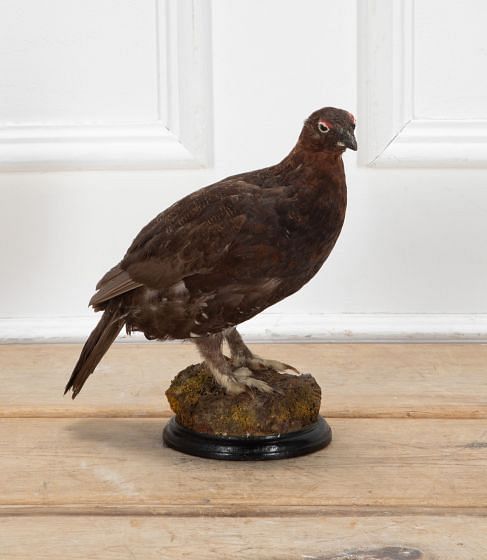 20th Century Taxidermy Red Grouse