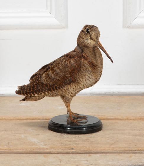 20th Century Taxidermy Woodcock