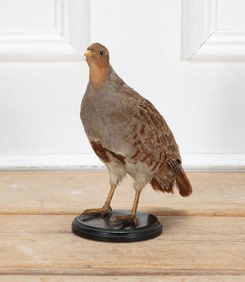 20th Century Taxidermy English Partridge