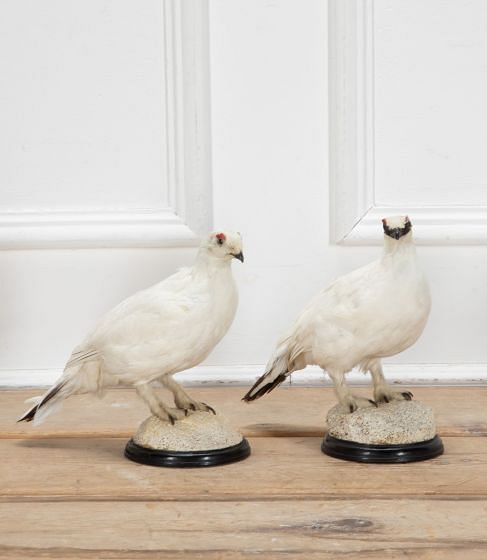Pair of 20th Century Scottish Taxidermy Ptarmigan