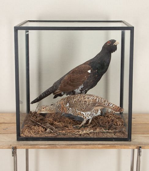 Pair of Early 20th Century Cased Capercaillie Game Birds