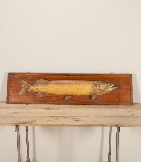 Victorian Taxidermy Pike
