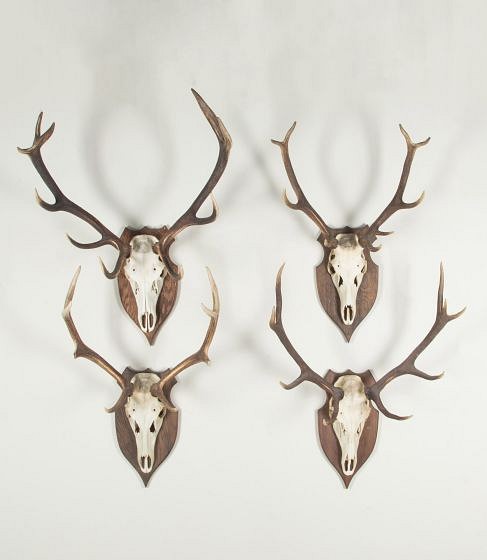 Collection of Four Red Stag Antlers