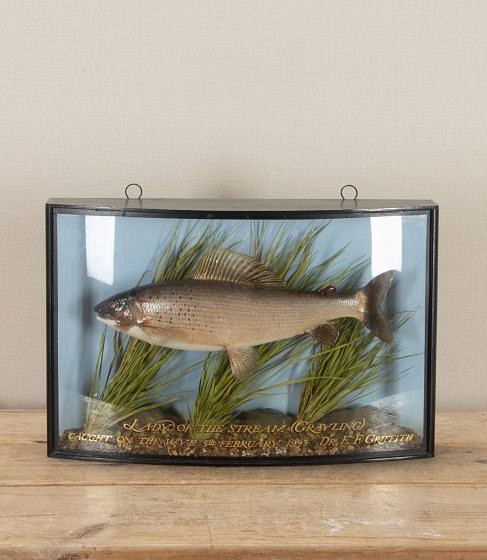 20th Century English Taxidermy Grayling Fish