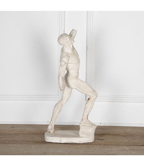 19th Century Plaster Anatomical Study