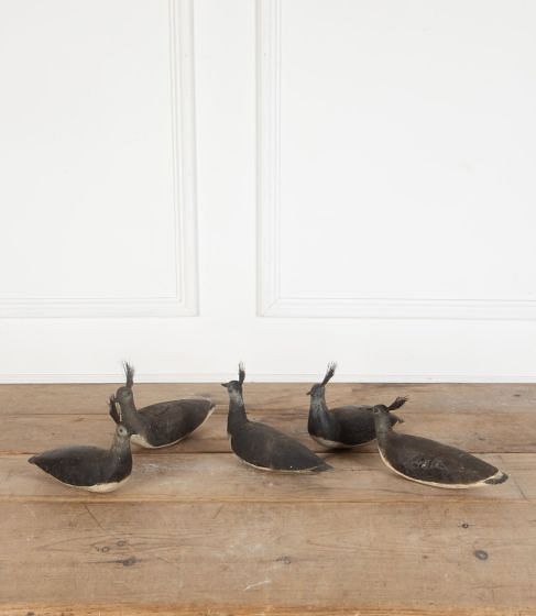 Set of Five Early 20th Century Lapwing Decoys