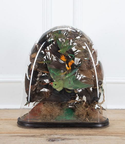 Large Victorian 19th Century Glass Display Dome with Birds