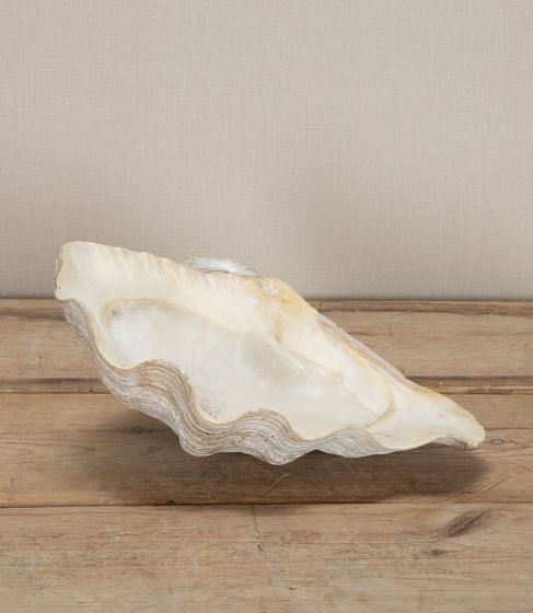 Large Indonesian Clam Shell 'Benitier'