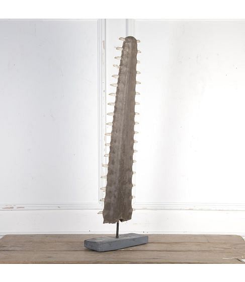 19th Century Sawfish Rostrum Bill