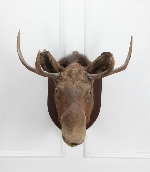 19th Century Taxidermy Moose Head