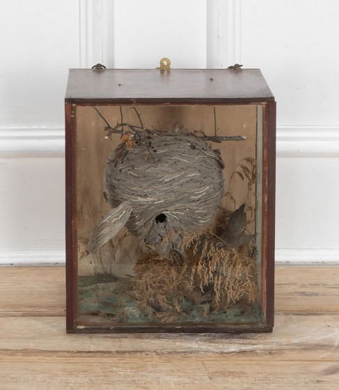Victorian Cased Hornets Nest