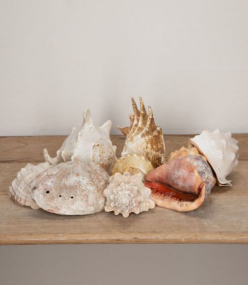 Collection of Nine Large 19th Century Seashells