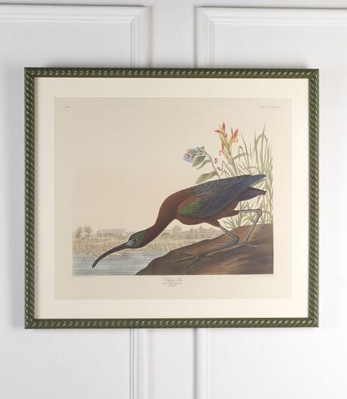 20th Century Ibis Print by J.J Audubon
