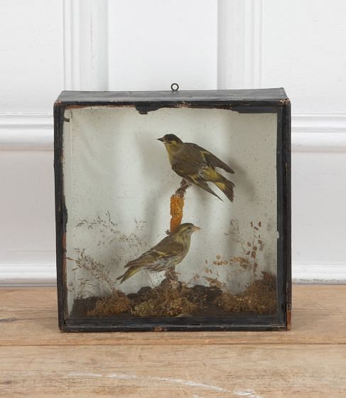 Pair of Greenfinches in a Victorian Ebonised Box