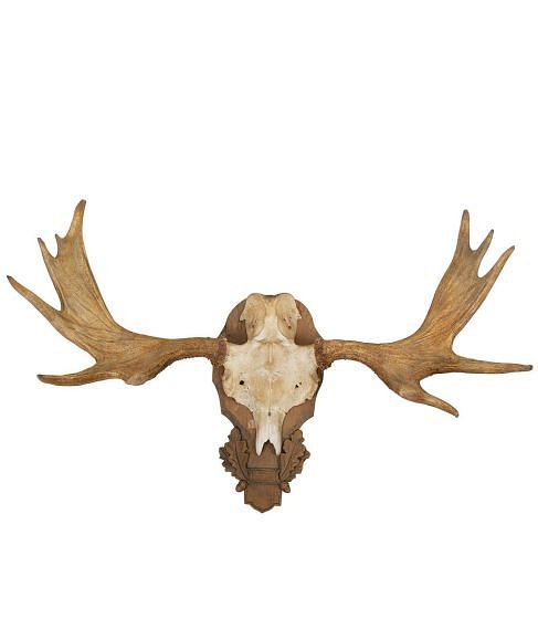 Mounted Elk Horn