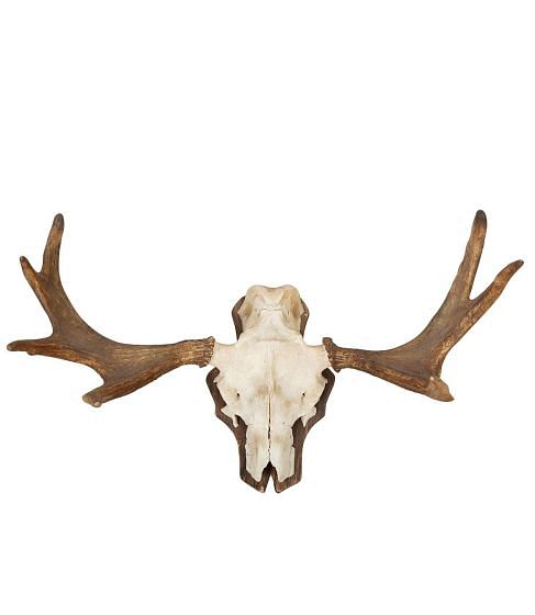 Mounted Elk Horn