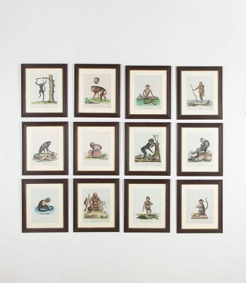 Set of Twelve 18th Century Zoological Engravings