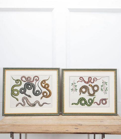 Pair of 18th Century Albertus Seba Hand Coloured Engravings