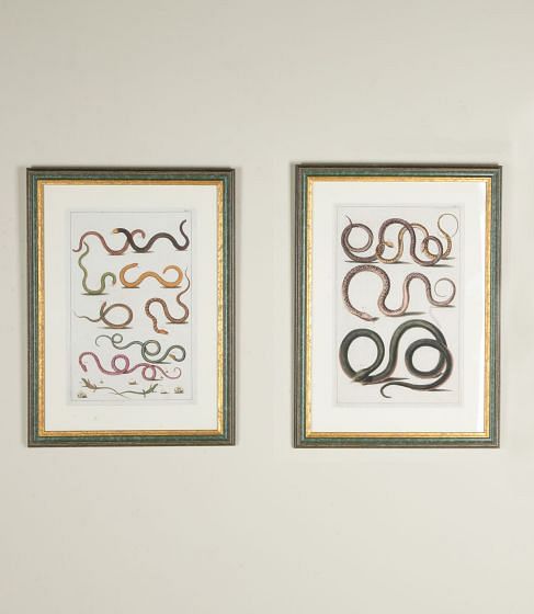 Pair of 18th Century Albertus Seba Hand Coloured Engravings