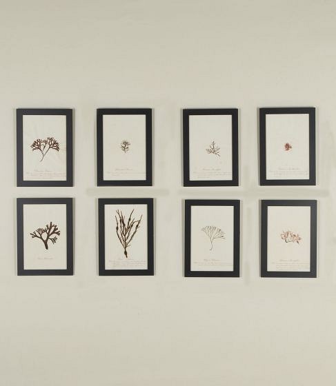 Set of Eight 19th Century English Framed Pressed Algae and Seaweed Samples