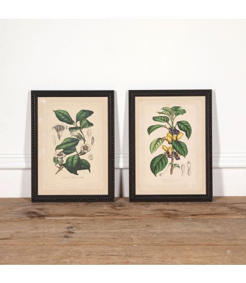 Pair of 19th Century Botanical Prints Gardenia and Alloplectus