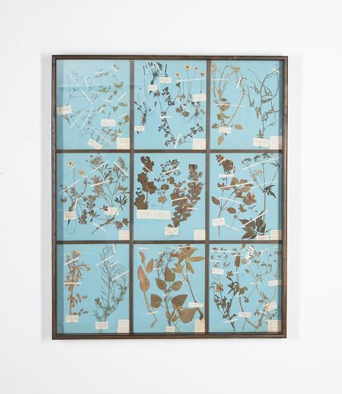 19th Century Danish Herbarium