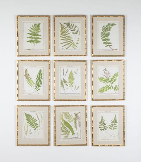 Collection of Nine Chromolithographs of British Ferns WD6037591