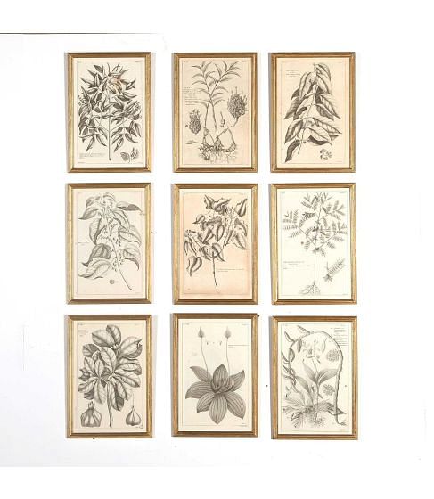 Set of Nine 18th Century Copperplate Botanical Engravings
