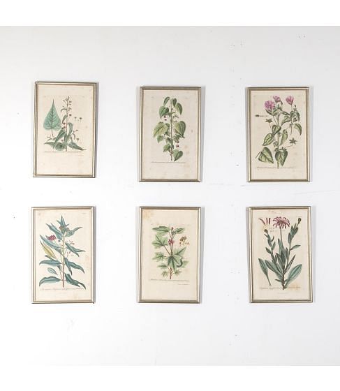 Set of Six Early 19th Century Hand-Coloured Botanical Lithographs