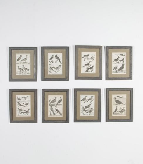 Set of Eight Framed French Ornithological Engravings