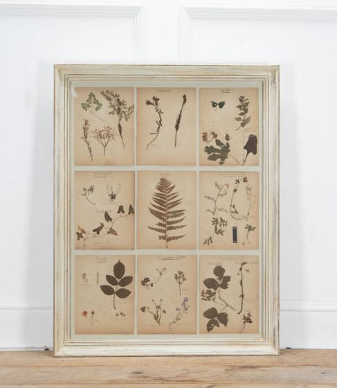 French 19th Century Framed Herbarium