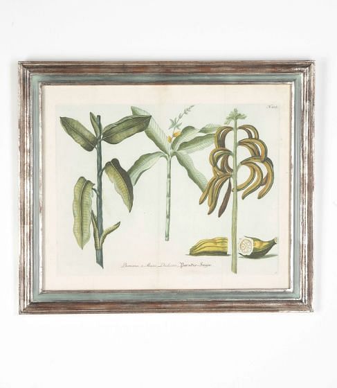 18th Century Weinmann Botanical Engraving Of A Banana Tree