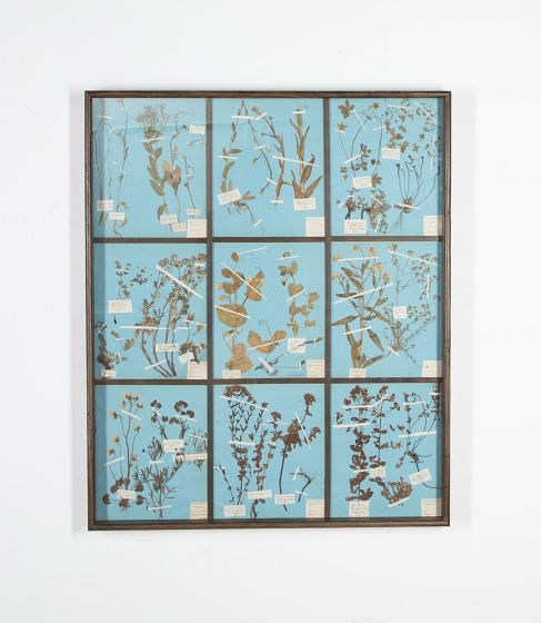 19th Century Danish Herbarium