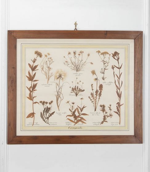20th Century Italian Preserved Flowers