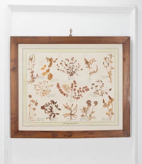 20th Century Italian Preserved Flowers