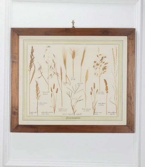 20th Century Italian Preserved Flowers WD7639375