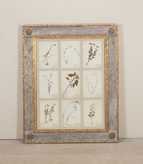 Collection of Nine 20th Century Framed Herbarium Studies