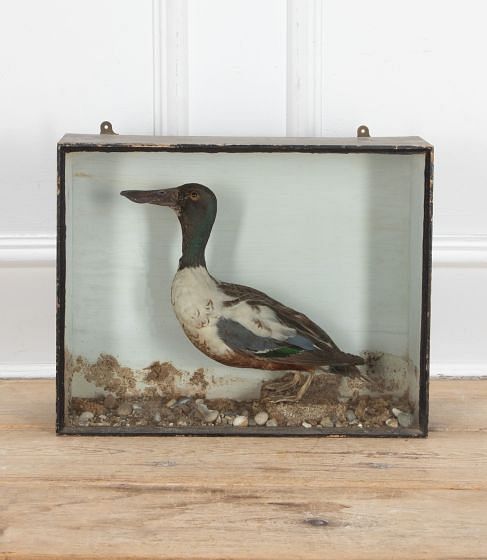 Early 20th Century Cased Taxidermy Shoveler Duck