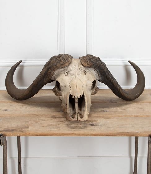 Early 20th Century African Cape Buffalo Skull
