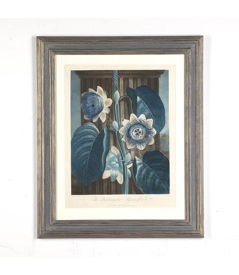 Dr Robert Thornton Engraving - The Quadrangular Passion Flower