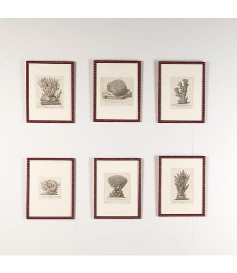 Set of Six 18th Century Coral Engravings by Nicolai Gualtieri