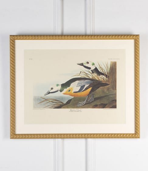 20th Century Western Duck Print by J.J Audubon