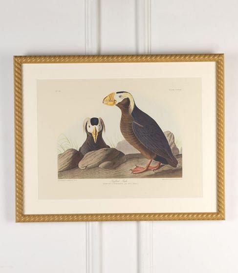 20th Century Puffin Print by J.J Audubon