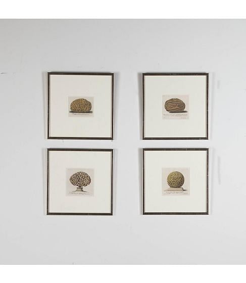 Set of Four 18th Century Coral Engravings by Nicolai Gualtieri