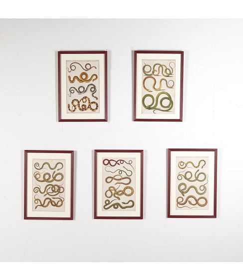 Set of Five 18th Century Albertus Seba Snake Engravings