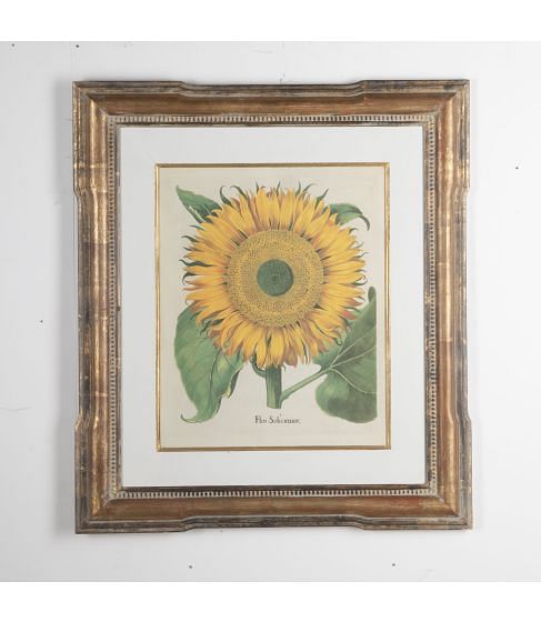 20th Century Print of Basilius Besler Sunflower
