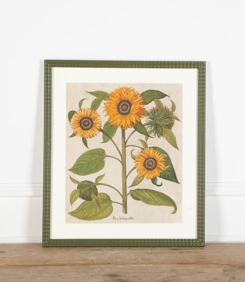 17th Century Hand Coloured Engraving of Sunflowers by Basilius Besler