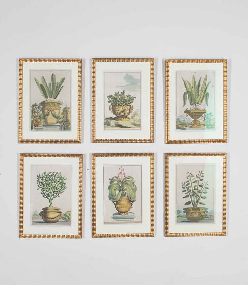 Set of Six Late 17th Century Abraham Munting Botanical Prints